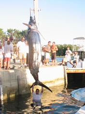 bermuda blue marlin